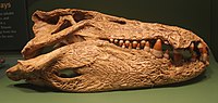 Mahajangasuchus