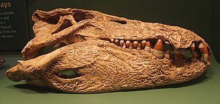 Mahajangasuchus