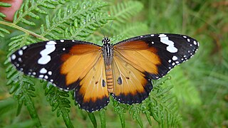 Danaus petilia