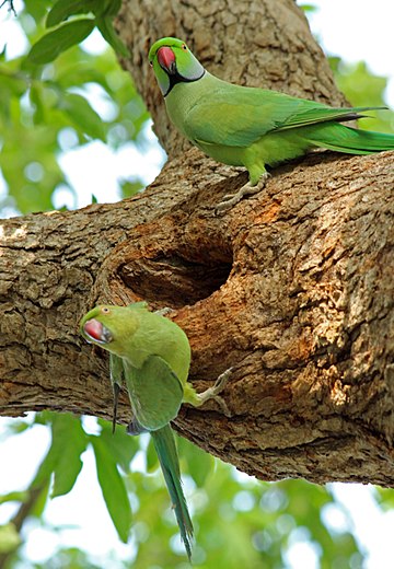 File:Male and female parakeet 1.jpg