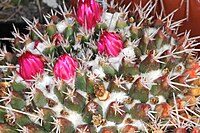 Mammillaria magnimamma pm 1.JPG