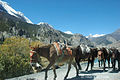 Manang Valley and its transport.jpg