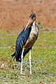 * Nomination Marabou stork (Leptoptilos crumeniferus) front right view. Upper Lupande GMA, Zambia --Tagooty 01:41, 21 August 2023 (UTC) * Promotion  Support Good quality -- Johann Jaritz 01:49, 21 August 2023 (UTC)