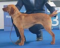 Maremma Hound, Short-haired, fawn