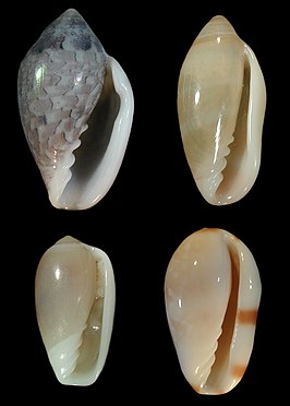 Marginella nebulosa