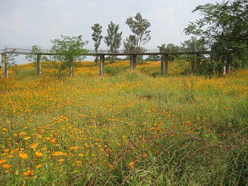 Marigolds (Tagetes species) in the winter season in Pune district, Maharashtra, India