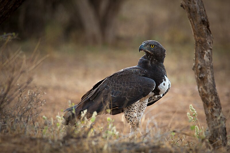 File:Martial Eagle at Samburu.jpg