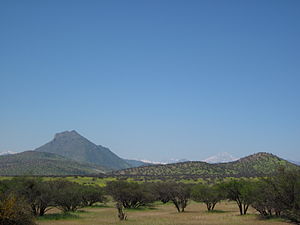 Mediterranean Forests, Woodlands, And Scrub