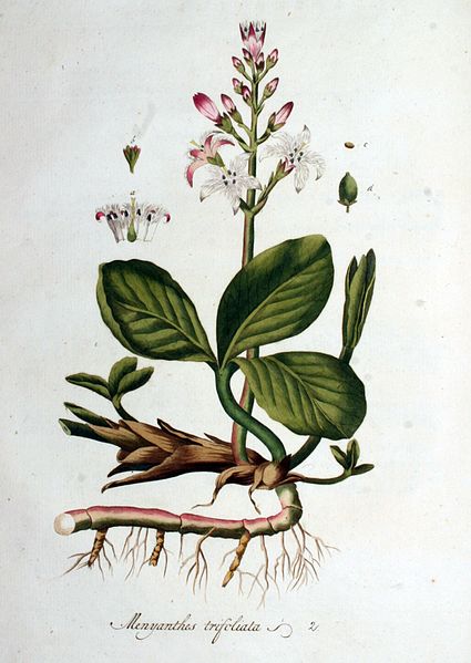 File:Menyanthes trifoliata — Flora Batava — Volume v1.jpg