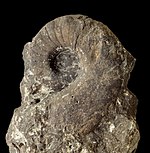 Fossilized shell of the Carboniferous-Permian nautiloid cephalopod Metacoceras Metacoceras discoideum 01.jpg