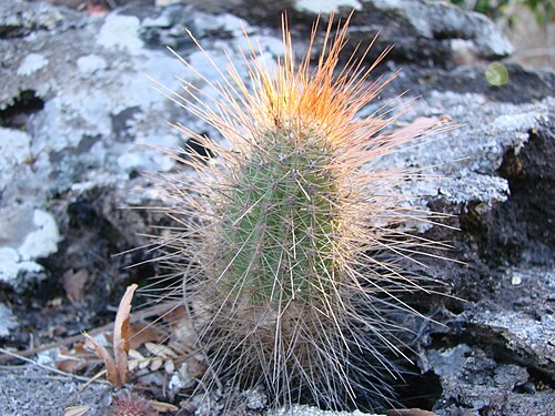 Plant growing in Parque Estadual Terra Ronca, São Domingos, Goiás