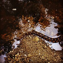 Cobra d'água de Midland (Nerodia sipedon pleuralis) .JPG