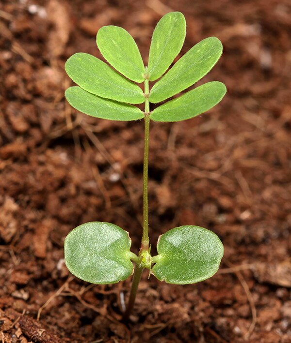 Seedling with two cotyledons and some leaflets