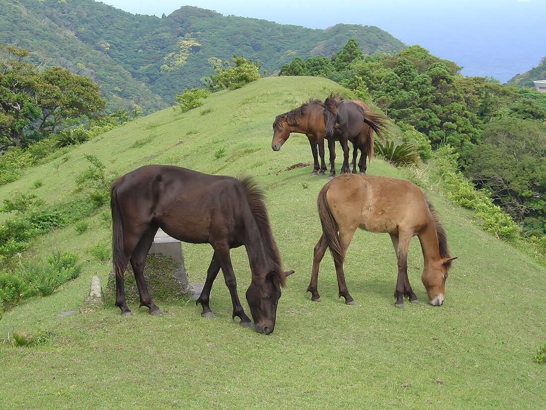 緑の小馬が生まれたら