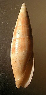 <i>Nebularia inquinata</i> species of mollusc