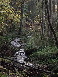 Middle course of the Amorsbach in Schönert