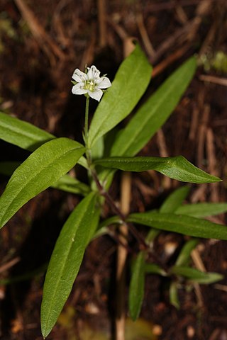 <i>Moehringia macrophylla</i> Species of flowering plant