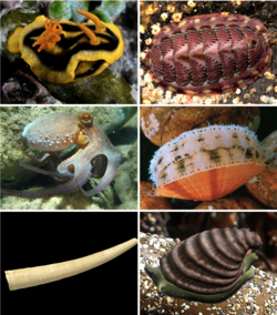 Mollusca Diversity cropped.png