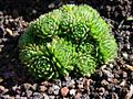 Rosetten-Polster der Berg-Hauswurz (Sempervivum montanum subsp. montanum)