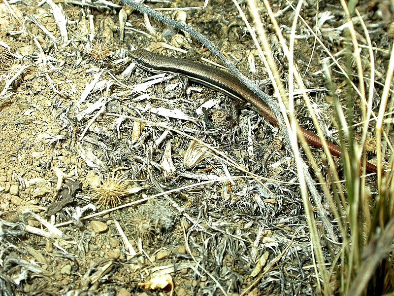 File:Morethia boulengeri.jpg