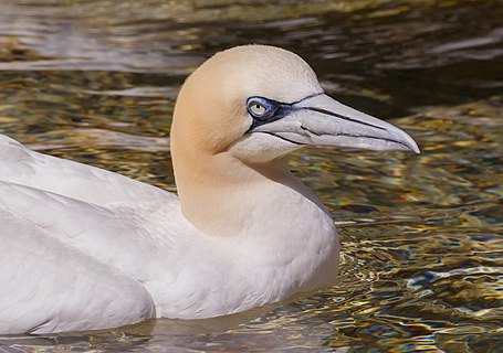 Northern gannet; Wilhelma, Stuttgart, Baden-Württemberg, Germany