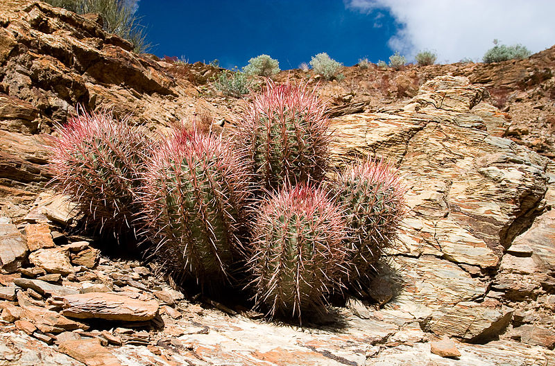 File:Mosaic Canyon - Barrel Cactus (3811753989).jpg