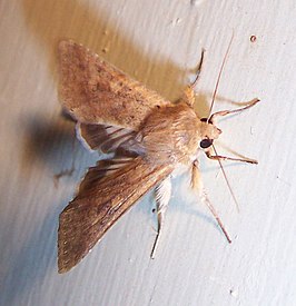 Argyroeides flavicincta