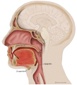 Mouth_anatomy-de.svg