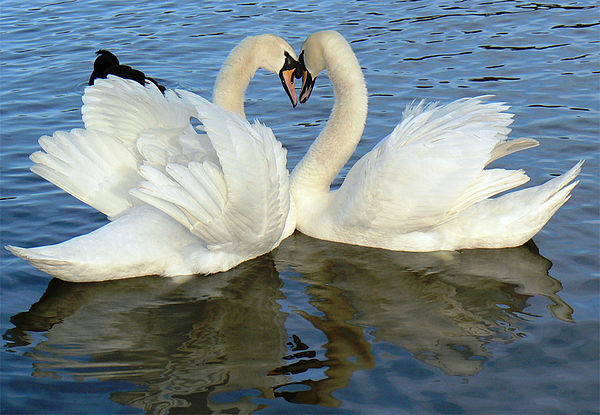 Pero ahora por fin había llegado la primavera y el Papá y la Mamá Cisne quieren construir un nido.