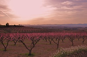 3. Vineyards in spring, Subirats, Muntanyes de l'Ordal, by Maria Rosa Ferré
