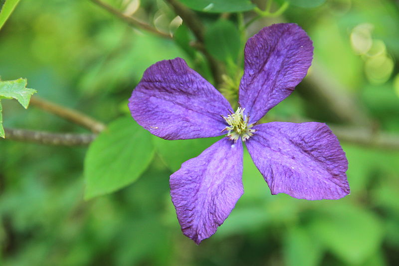 File:Musée de l'École de Nancy garden flower.jpg