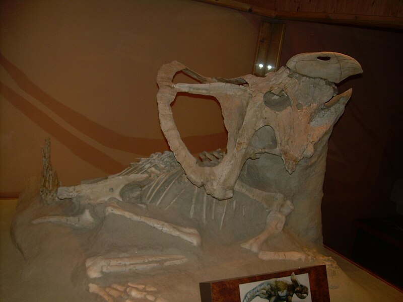 File:Museum of Ancient Life, Fox site Protoceratops.jpg