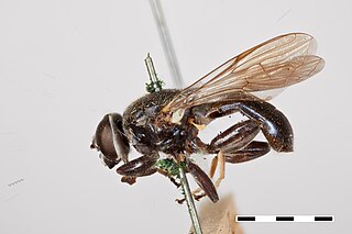 <i>Myolepta nigra</i> Species of fly