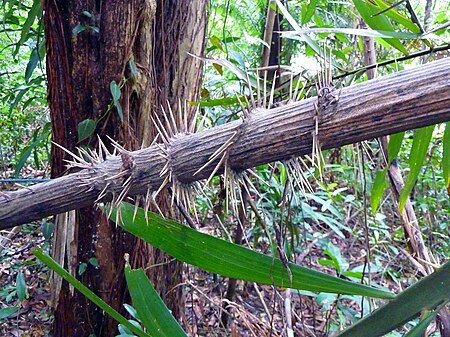 Myrialepis paradoxa