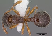 Myrmecina americana casent0102853 dorsal 1.jpg