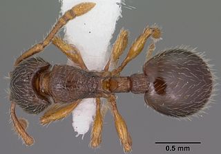 <i>Myrmecina americana</i> species of insect