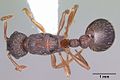 Myrmica fracticornis casent0104833 dorsal 1. jpg