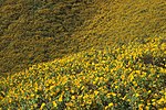 Namtok Mae Surin, Yellow flowers, Blooming fields, Flower meadows, Thailand.jpg