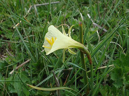 Narcissus graellsii 1.JPG