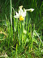 Narcissus tazetta subsp. italicus