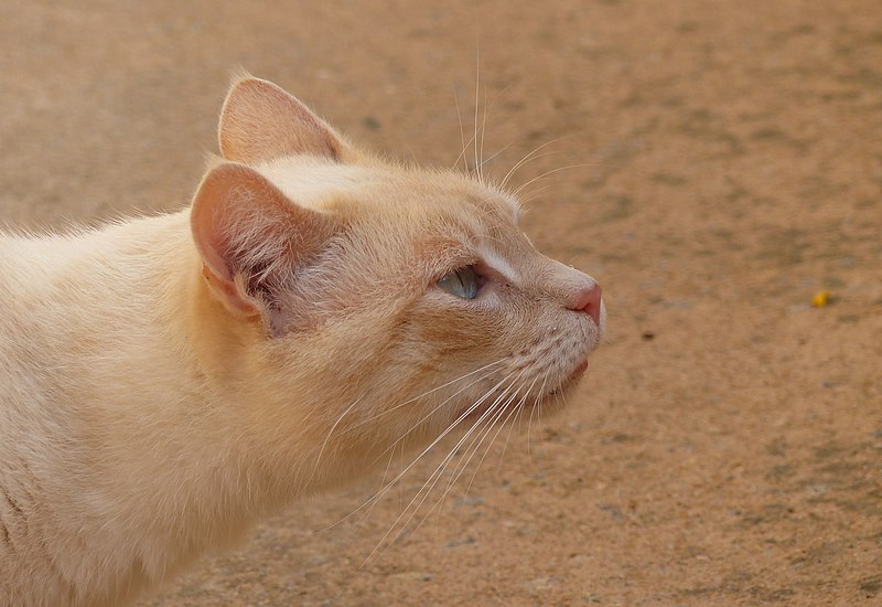 File:Naro, blue-eyed cross-siamese cat, at Josselin 17.jpg