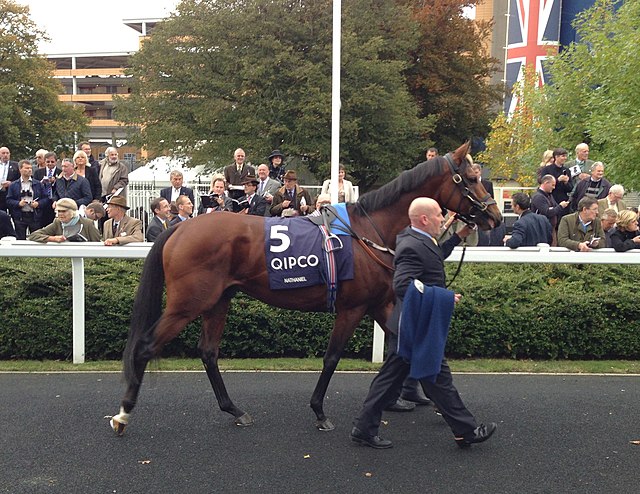 Nathaniel at Ascot before the Champion Stakes