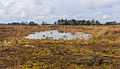 Natte plekken in open heide en ruig grasland. Locatie, natuurgebied Delleboersterheide – Catspoele.