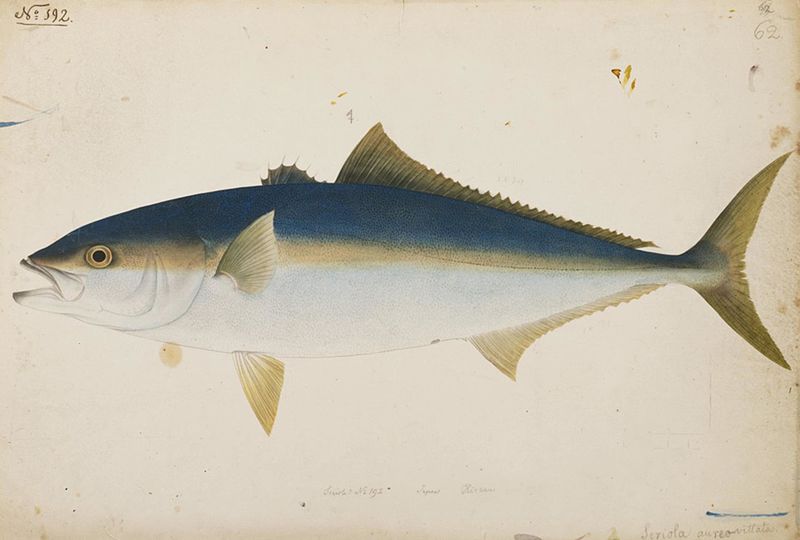 File:Naturalis Biodiversity Center - RMNH.ART.196 - Seriola aureovittata Temminck and Schlegel - Kawahara Keiga - 1823 - 1829 - Siebold Collection - pencil drawing - water colour.jpeg