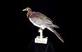 Naturalis Biodiversity Center - RMNH.AVES.110094 - Hemiphaga novaeseelandiae spadicea (Latham, 1802) - Norfolk Island Pigeon - specimen - lateral view.jpeg