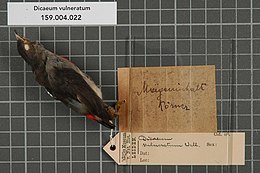 Naturalis Biodiversity Center - RMNH.AVES.132141 1 - Dicaeum vulneratum Wallace, 1863 - Dicaeidae - bird skin specimen.jpeg