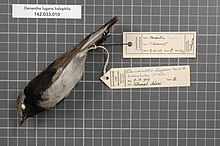 Naturalis Biodiversity Center - RMNH.AVES.14103 1 - Oenanthe lugens halophila (Tristram, 1859) - Turdidae - bird skin specimen.jpeg