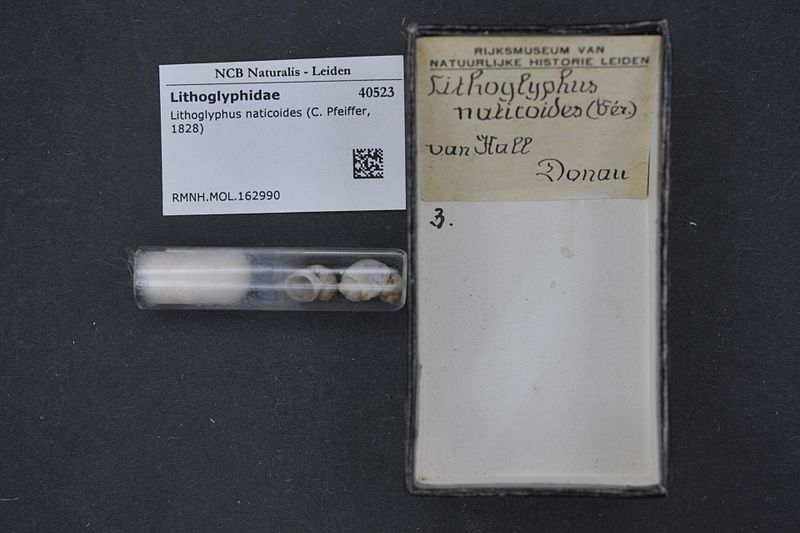 File:Naturalis Biodiversity Center - RMNH.MOL.162990 - Lithoglyphus naticoides (Pfeiffer, 1828) - Lithoglyphidae - Mollusc shell.jpeg