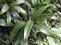 the broad lanceolate adult leaves of N. cunninghamii