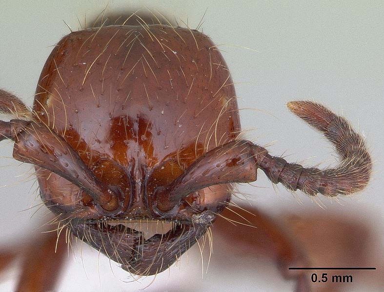 File:Neivamyrmex diversinodis casent0173522 head 1.jpg